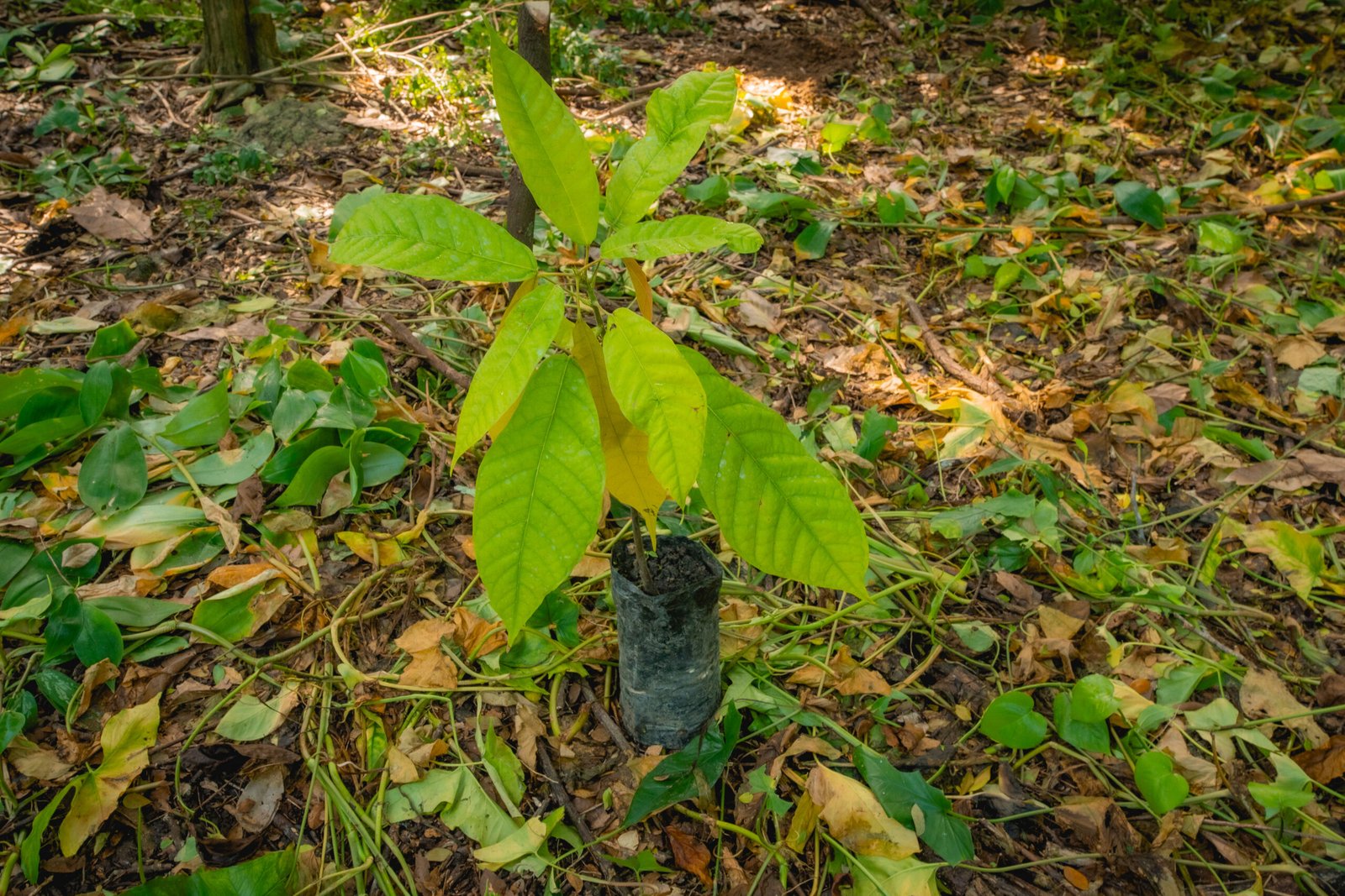EPC06952